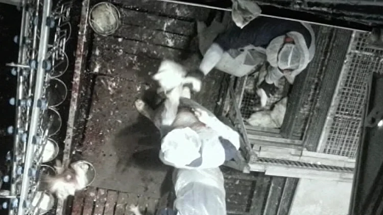 אכזריות השחיטה הכשרה במשחטת "הוד חפר"