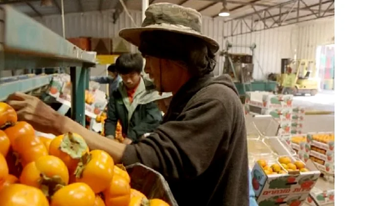 הדברת פירות וירקות בישראל