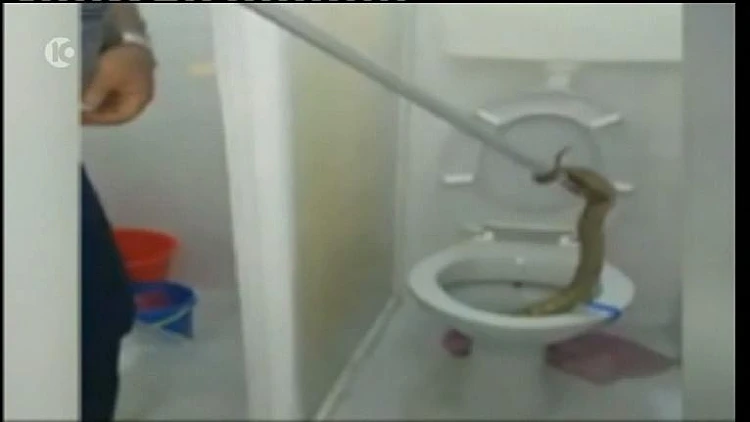 נחש ארסי שצץ באסלה בחיפה