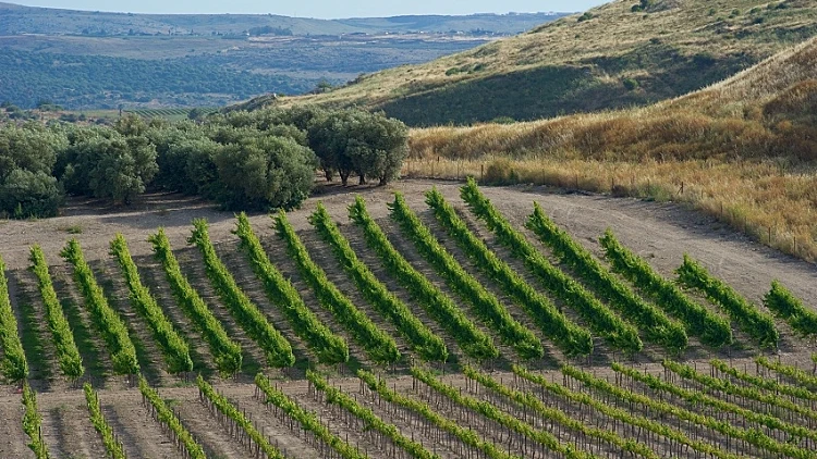 תמונה של כרם בגליל לכתבה על אזורי יים מסביב לעולם, תמונהבתוך הכתבה מתחם עולם היין