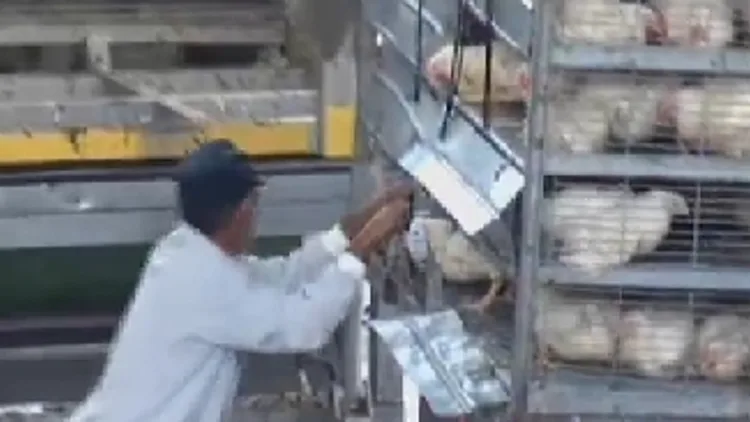 כלבוטק זוגלובק