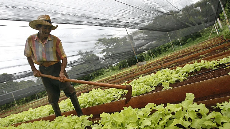 עובדים בחקלאות