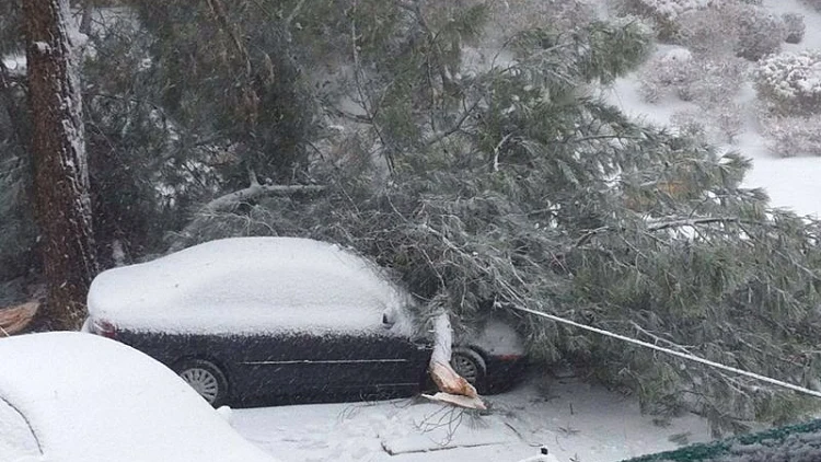 עץ קרס על רכב בצפת