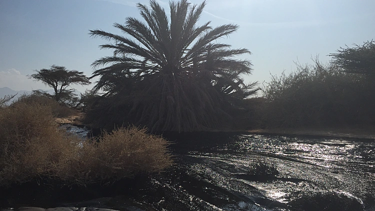 דליפת הנפט מצינור קצא"א באזור באר אורה