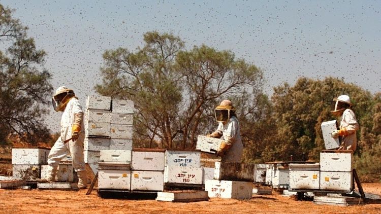 ט"ו בשבט במכוורות ברחבי הארץ