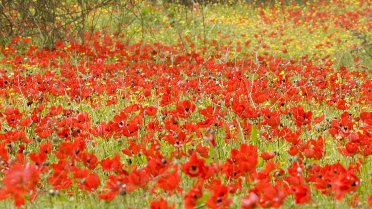 טיולי חורף ברחבי הארץ