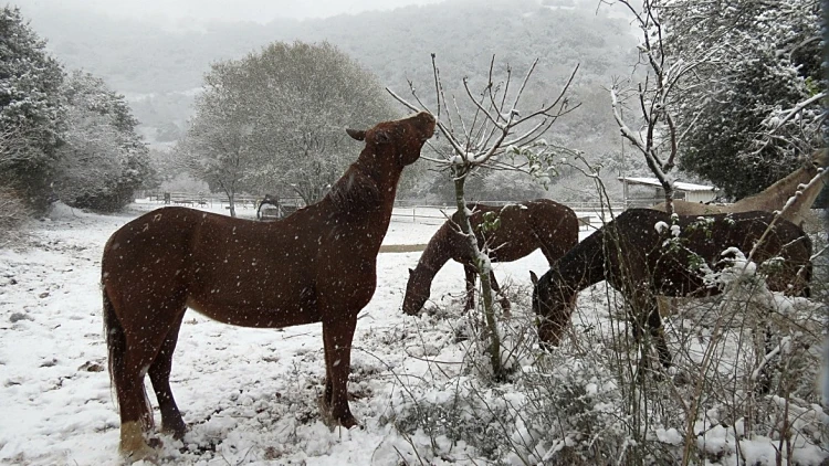 חוות הבוקרים במרום גולן בשלג