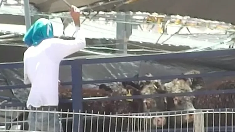 התעללות בבעלי חיים