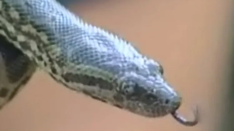 נחש אנקונדה בחי פארק בקריית מוצקין