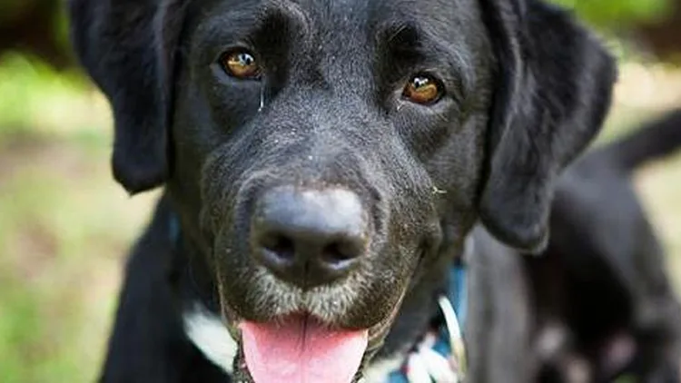 חרדות של כלבים בעקבות הטילים