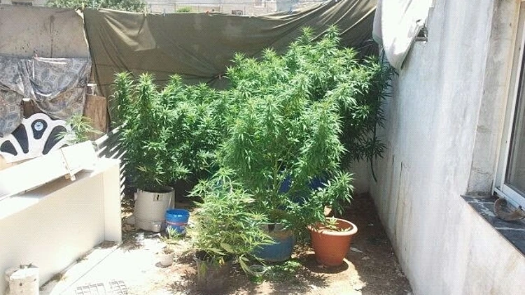 שתילי מריחואנה שנתפסו בבית ג'אן