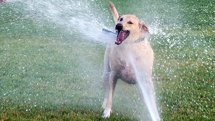 כלב לברדור מעורב