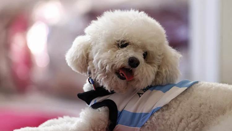 כלב לבוש בחולצת ארגנטינה לקראת המונדיאל