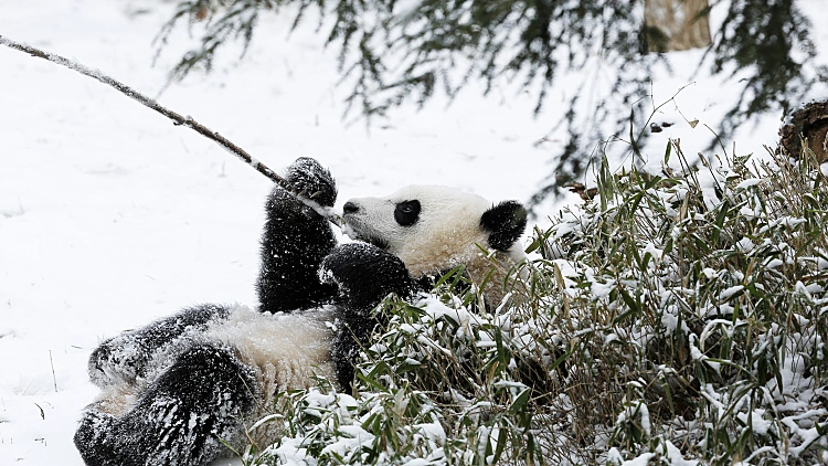 סופת שלג בניו יורק