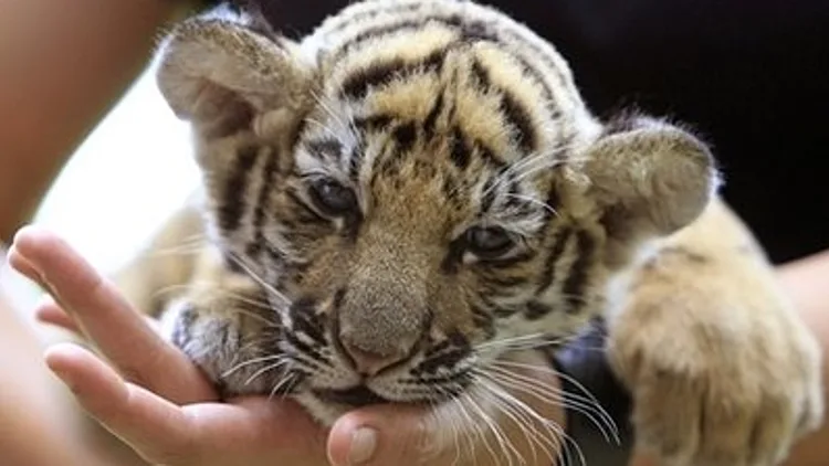 גור נמרים שנתפס במזוודה בנמל תעופה בתאילנד