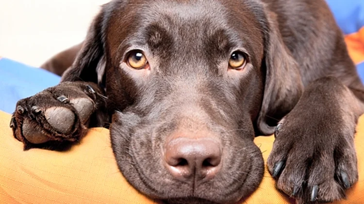 כלב משעין את החוטם והכפות שלו במלנכוליה