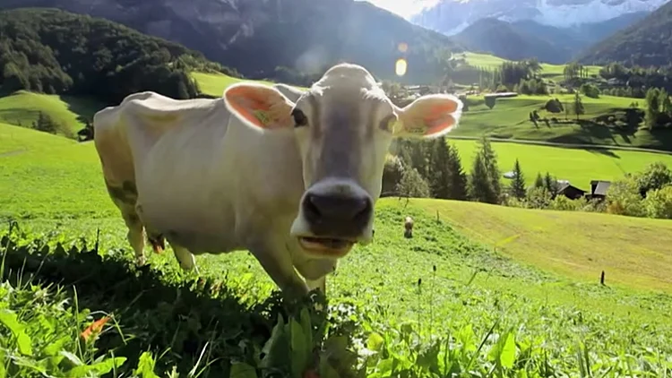 רגע של נחת - פרה