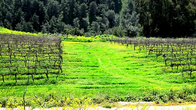 כרמי יקב הרי גליל