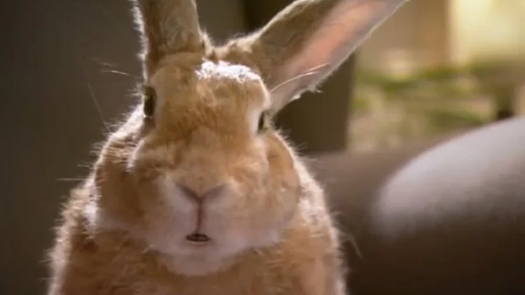 ארנב בפרסומת נגד תרופות מזויפות