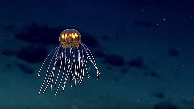 זן חדש של מדוזות נתגלה במעמקי הים