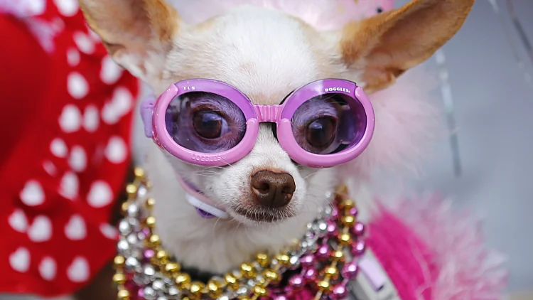 מצעד כלבים חגיגי בקליפורניה