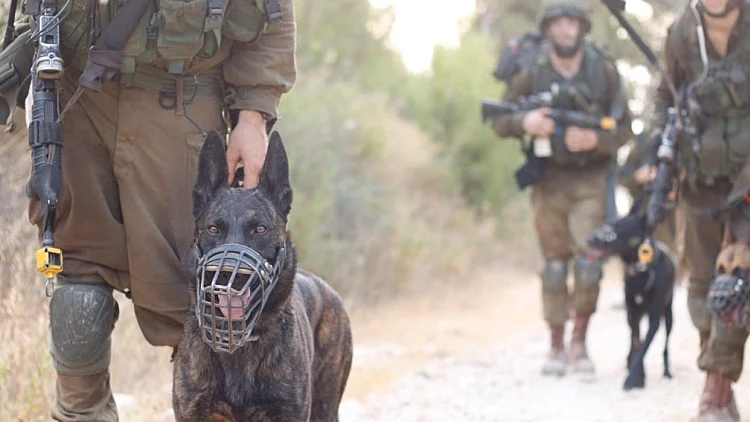 ניסוי במשרד הביטחון: אילוף כלבים - להרחת חולי קורונה
