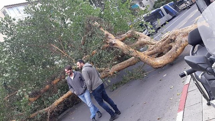 עץ שקרס בגבעתיים