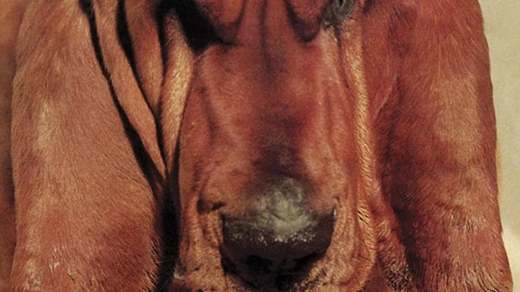 עטיפת Goodbye Bread