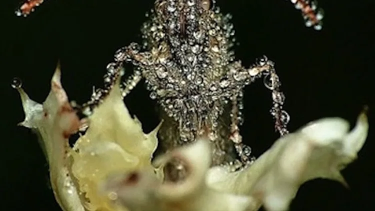 gang gang dance - eye contact