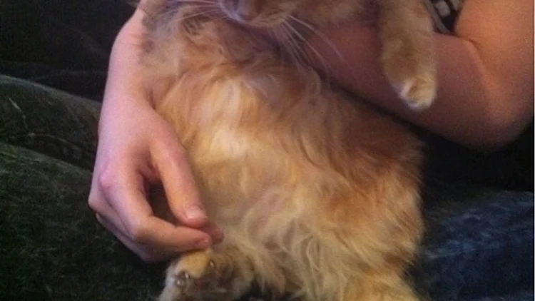 החתול סנאקס