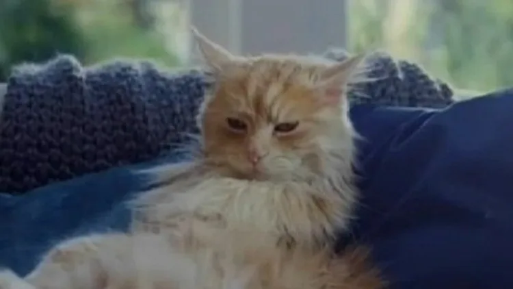 חתול מתוך פרסומת