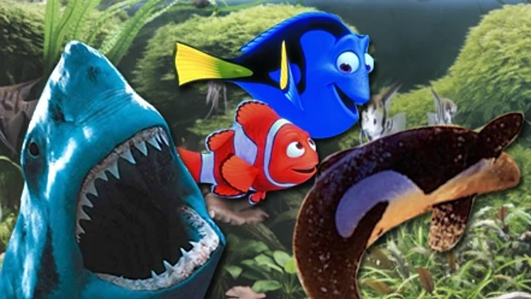 קולאז' דגים לכתבת קולנוע