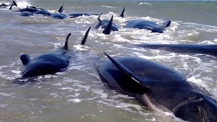 200 לוויתנים עלו על החוף