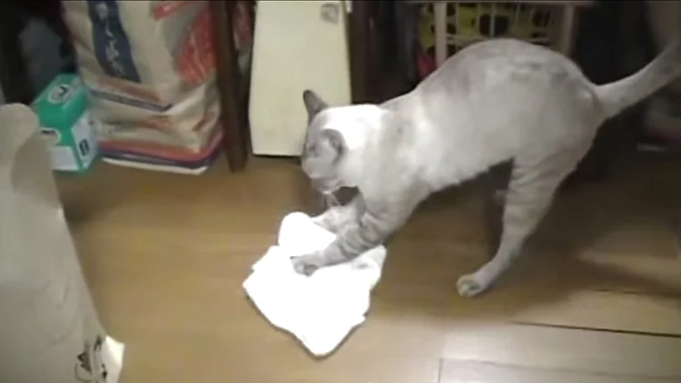 חתול מנקה את הבית