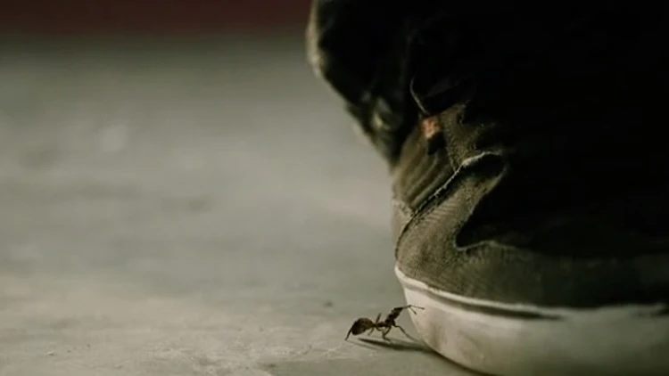 נמלה (מתוך סרט קצר)