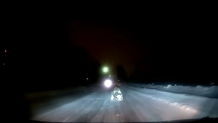 פרה שברחה ממשאית