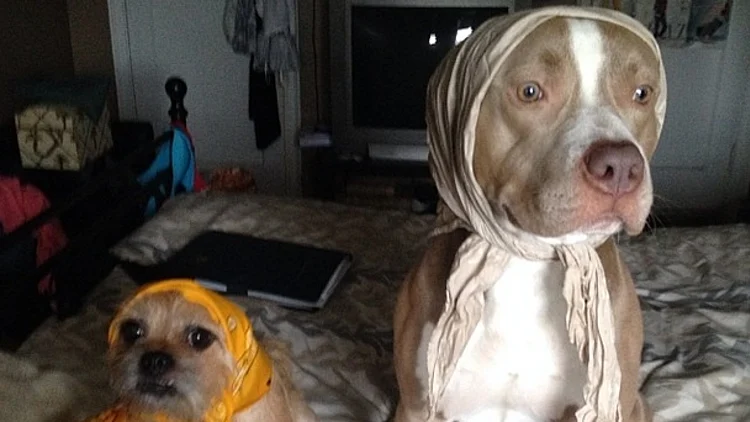 כלבות בבושקה