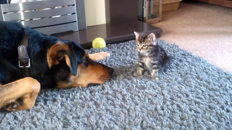 הכלב מתחנן לחתלתול שישחק איתו