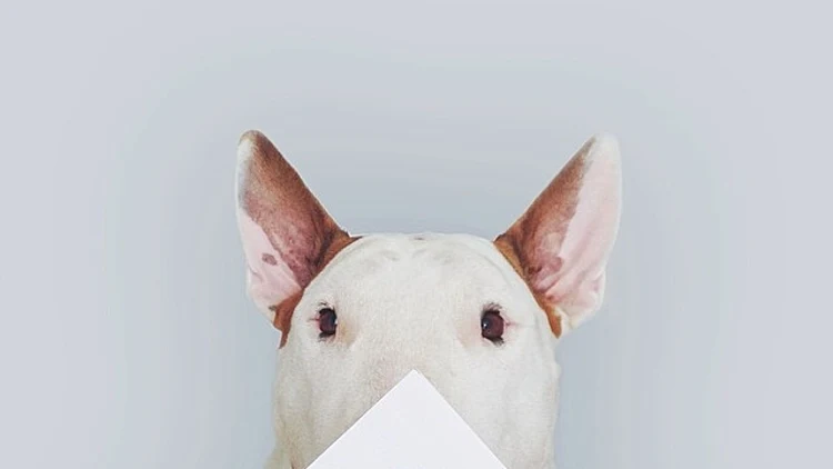 האמן הברזילאי רפאל מנטסו וכלב הבול טרייר שמככב ביצירותיו