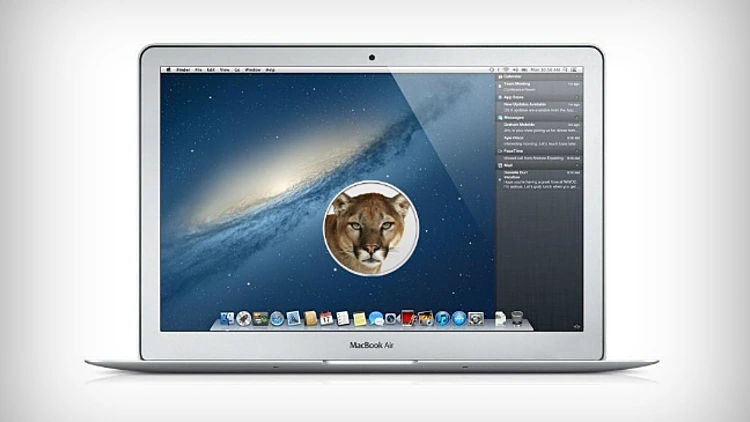 mountain lion