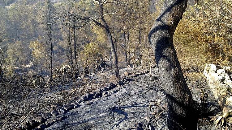 השריפה בכרמל - שריפה בבית אורן