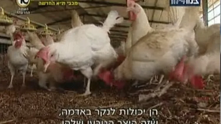 תרנגולות בלול חופש