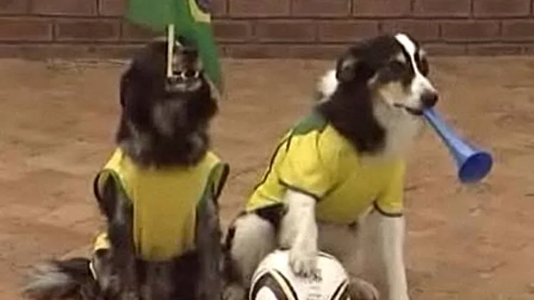 כלבים במונדיאל - קלוז אפ על הכלב השמאלי