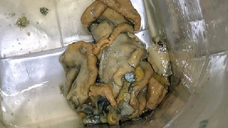 עובש במשקה הפופולארי