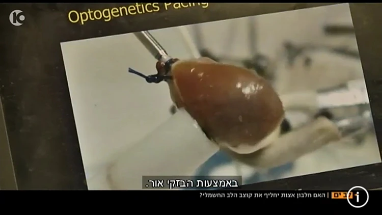 ניסוי שמוכיח שאפשר להשפיע על לב באמצעות הבזקי אור