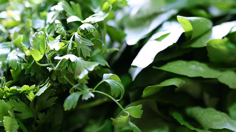 עלים ירוקים