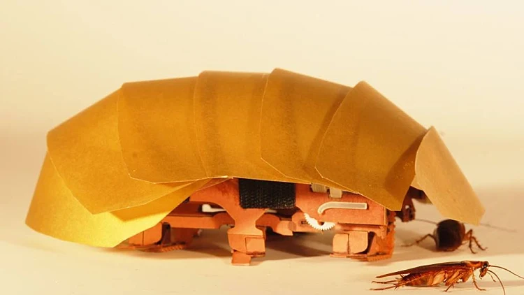 מקקים ורובוטיקה