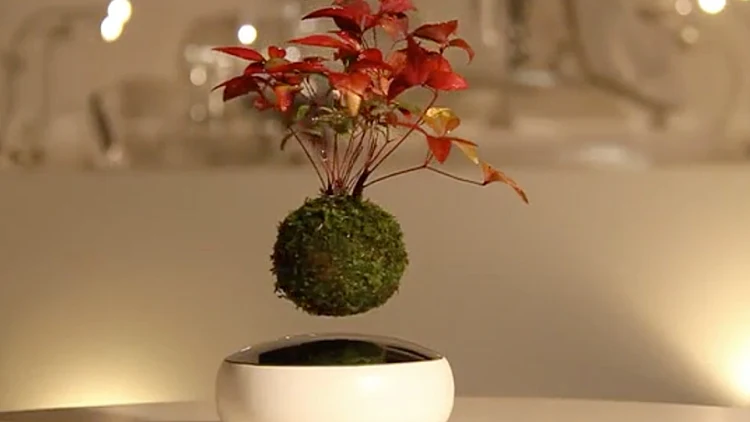 airbonsai