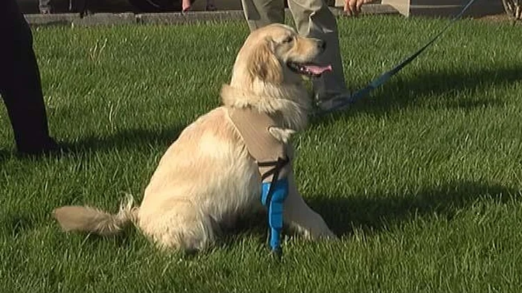 כלבה בת שלוש רגליים קיבלה את רגלה הרביעית היישר ממדפסת תלת מימד