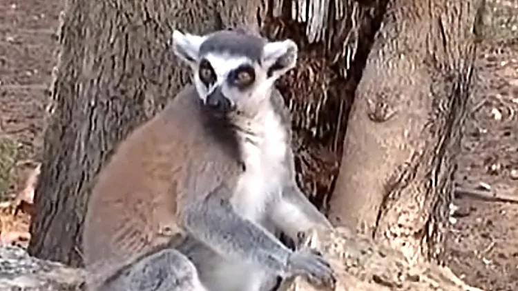 הקופה שמנבאת את התזוזות בוול סטריט